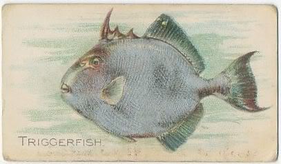 46 Triggerfish